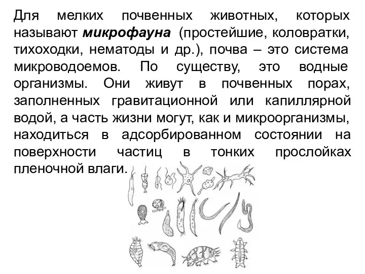 Для мелких почвенных животных, которых называют микрофауна (простейшие, коловратки, тихоходки, нематоды