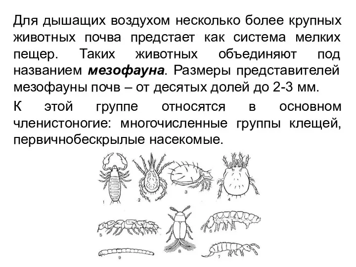 Для дышащих воздухом несколько более крупных животных почва предстает как система