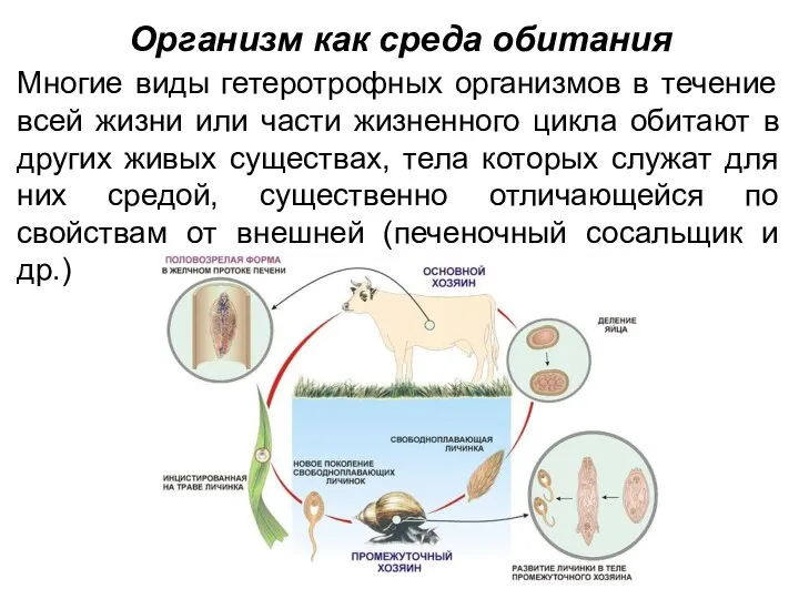 Организм как среда обитания Многие виды гетеротрофных организмов в течение всей