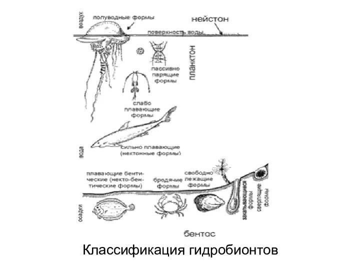 Классификация гидробионтов