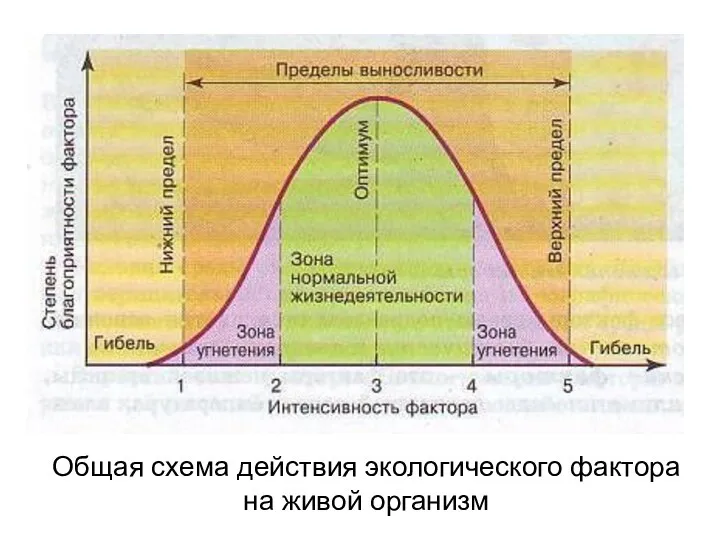 Общая схема действия экологического фактора на живой организм