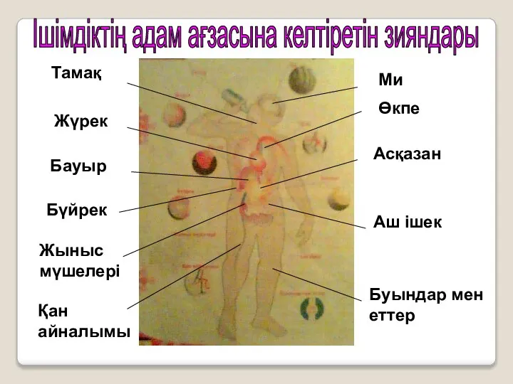 Ішімдіктің адам ағзасына келтіретін зияндары Ми Өкпе Асқазан Аш ішек Буындар