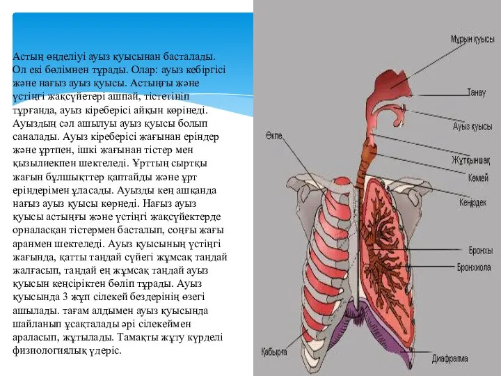 Астың өңделіуі ауыз қуысынан басталады. Ол екі бөлімнен тұрады. Олар: ауыз