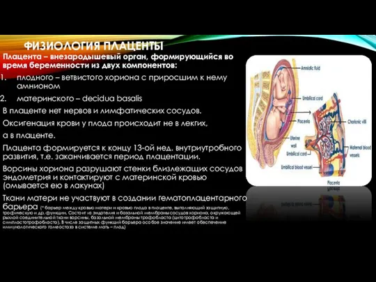 ФИЗИОЛОГИЯ ПЛАЦЕНТЫ Плацента – внезародышевый орган, формирующийся во время беременности из