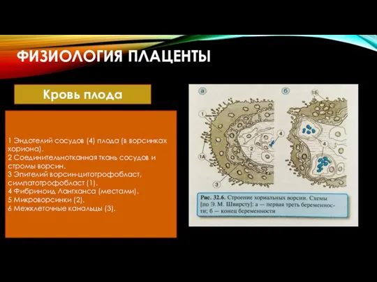 ФИЗИОЛОГИЯ ПЛАЦЕНТЫ 1 Эндотелий сосудов (4) плода (в ворсинках хориона). 2