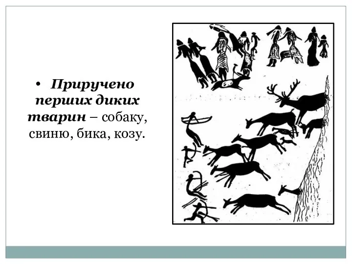 Приручено перших диких тварин – собаку, свиню, бика, козу.