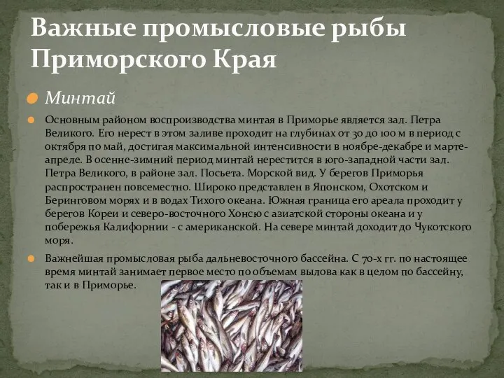 Минтай Основным районом воспроизводства минтая в Приморье является зал. Петра Великого.