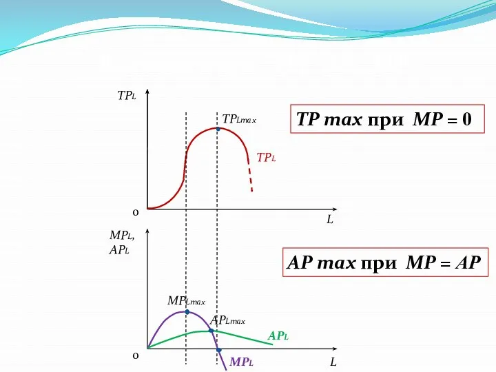 Взаимосвязь TP, AP, MP TPL L L TPLmax MPL, APL MPLmax