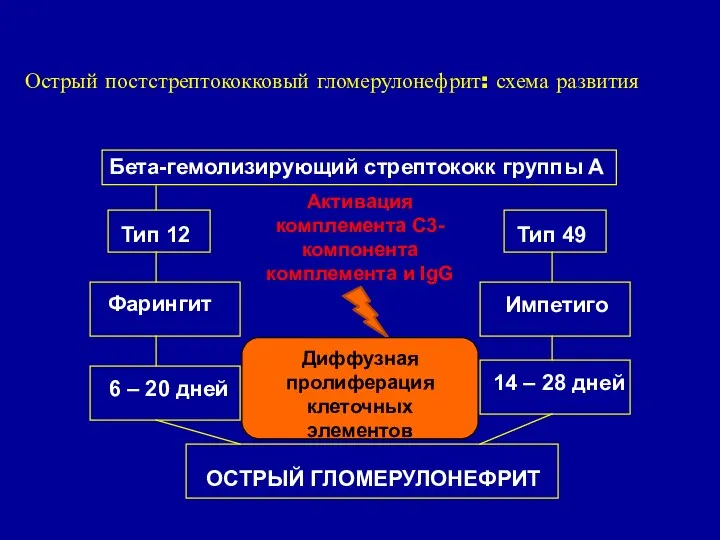 Острый постстрептококковый гломерулонефрит: схема развития Бета-гемолизирующий стрептококк группы А Тип 12