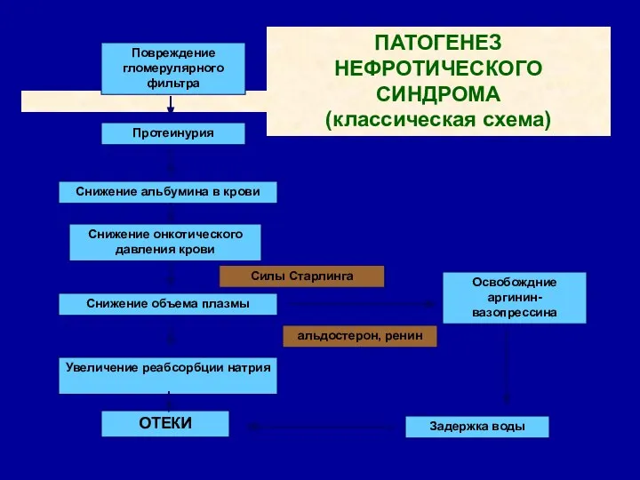 Повреждение гломерулярного фильтра Протеинурия Снижение альбумина в крови Снижение онкотического давления