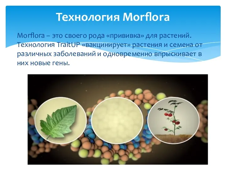 Morflora – это своего рода «прививка» для растений. Технология TraitUP «вакцинирует»