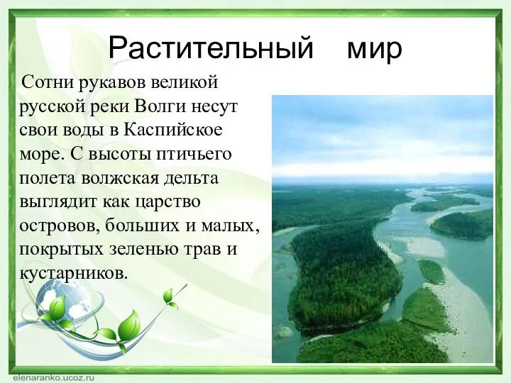 Растительный мир Сотни рукавов великой русской реки Волги несут свои воды