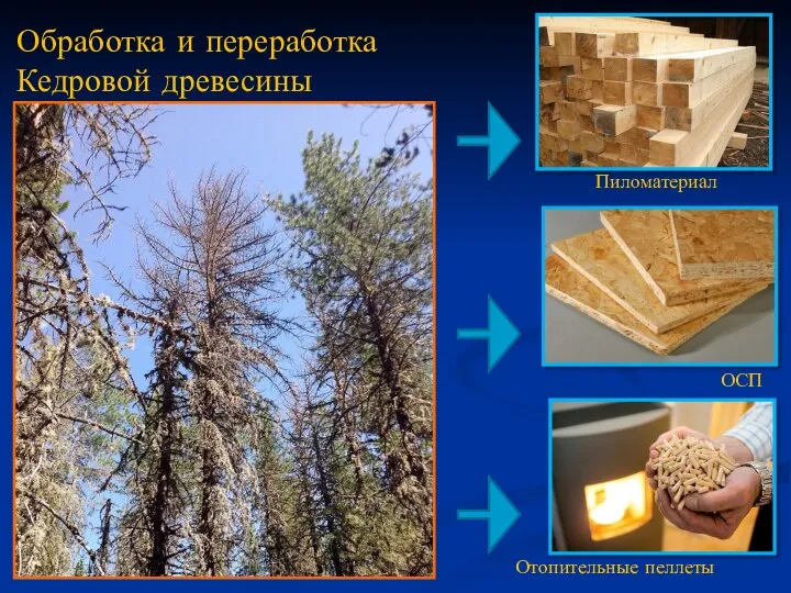 ОСП Обработка и переработка Кедровой древесины