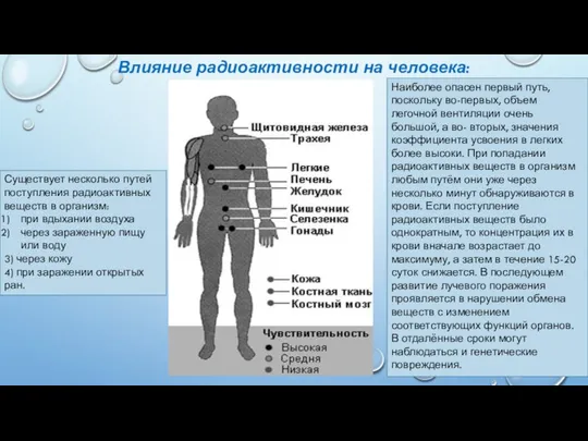 Влияние радиоактивности на человека: Существует несколько путей поступления радиоактивных веществ в