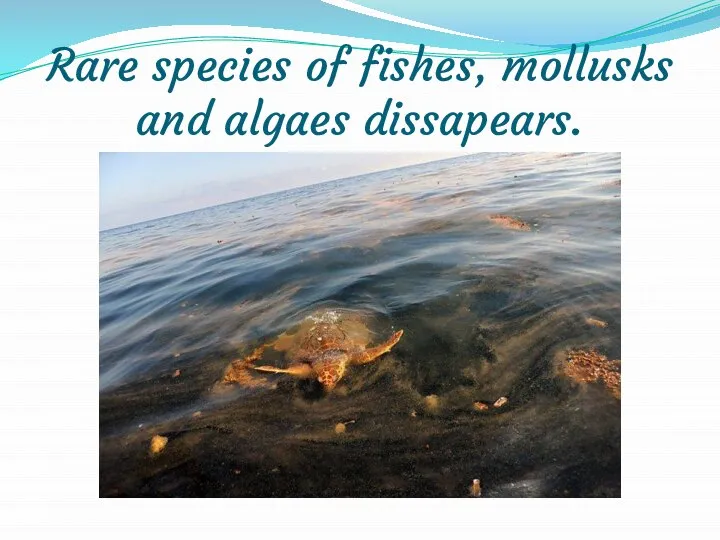 Rare species of fishes, mollusks and algaes dissapears.