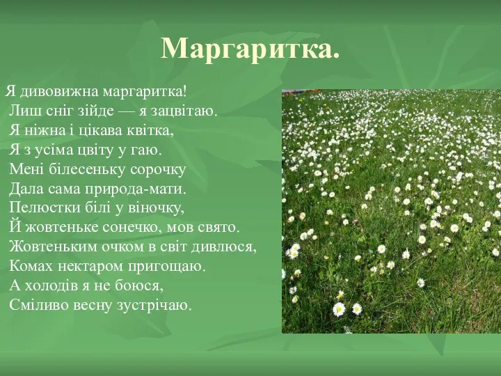 Маргаритка. Я дивовижна маргаритка! Лиш сніг зійде — я зацвітаю. Я