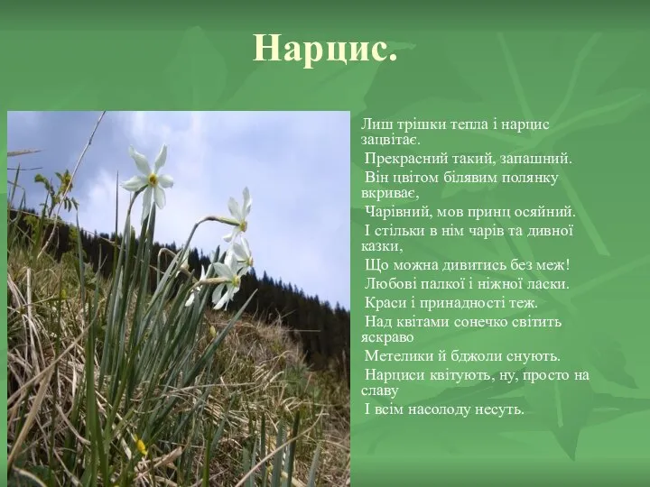 Нарцис. Лиш трішки тепла і нарцис зацвітає. Прекрасний такий, запашний. Він