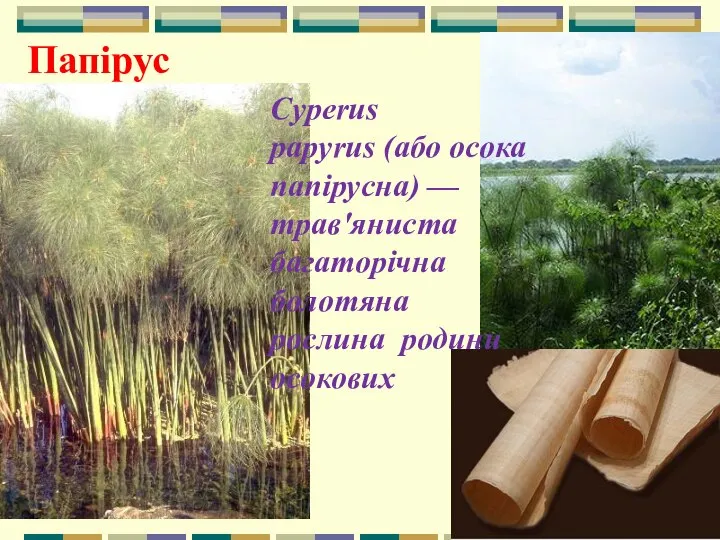 Cyperus papyrus (або осока папірусна) — трав'яниста багаторічна болотяна рослина родини осокових Папірус