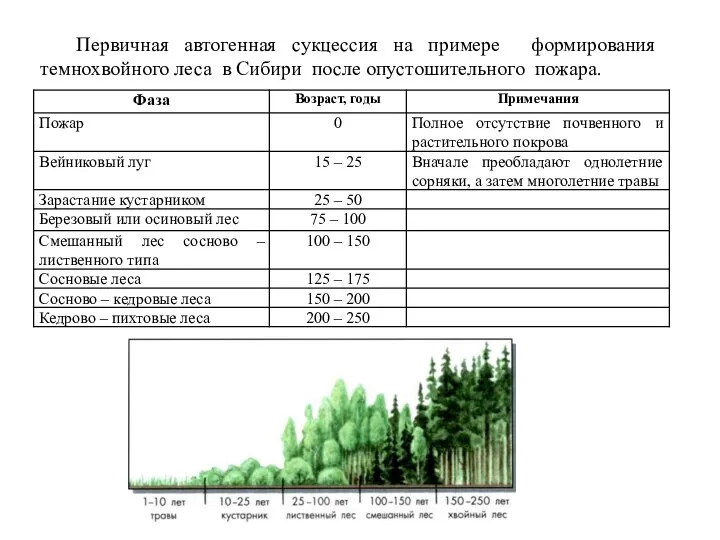 Первичная автогенная сукцессия на примере формирования темнохвойного леса в Сибири после опустошительного пожара.