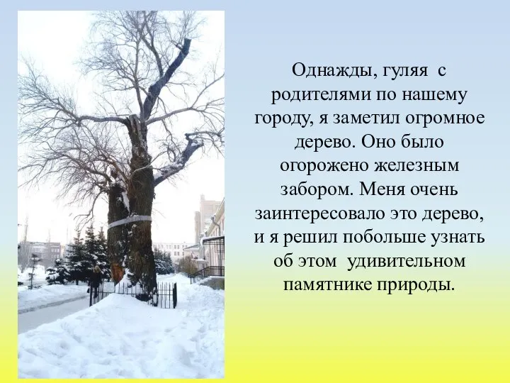 Однажды, гуляя с родителями по нашему городу, я заметил огромное дерево.