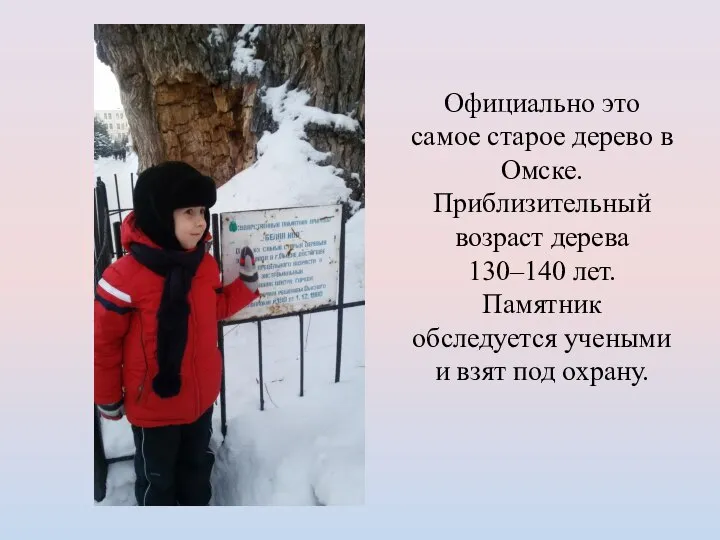 Официально это самое старое дерево в Омске. Приблизительный возраст дерева 130–140