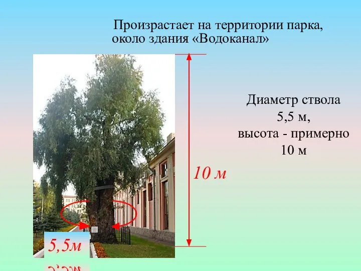 Произрастает на территории парка, около здания «Водоканал» Диаметр ствола 5,5 м,