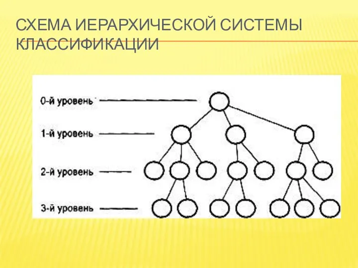 СХЕМА ИЕРАРХИЧЕСКОЙ СИСТЕМЫ КЛАССИФИКАЦИИ