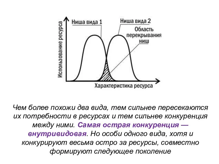 Чем более похожи два вида, тем сильнее пересекаются их потребности в