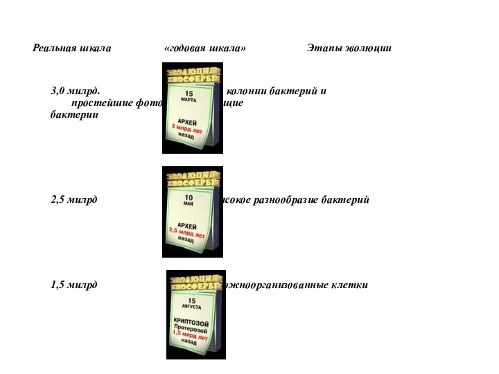 Реальная шкала «годовая шкала» Этапы эволюции 3,0 милрд. колонии бактерий и