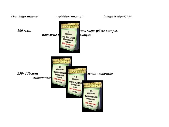 Реальная шкала «годовая шкала» Этапы эволюции 280 млн. Появились зверозубые ящеры,