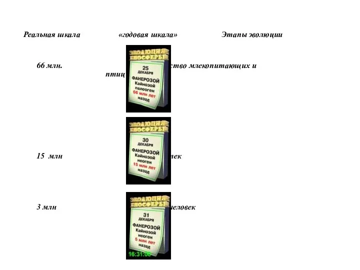 Реальная шкала «годовая шкала» Этапы эволюции 66 млн. Господство млекопитающих и