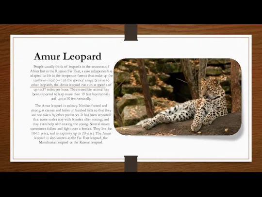 Amur Leopard People usually think of leopards in the savannas of