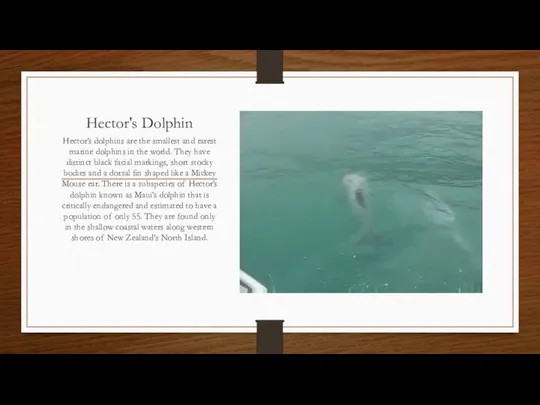 Hector's Dolphin Hector’s dolphins are the smallest and rarest marine dolphins