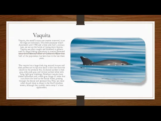 Vaquita Vaquita, the world’s most rare marine mammal, is on the