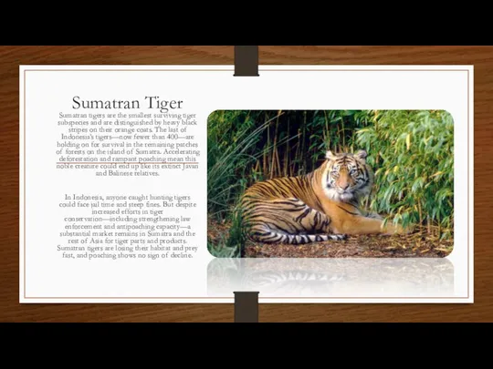 Sumatran Tiger Sumatran tigers are the smallest surviving tiger subspecies and