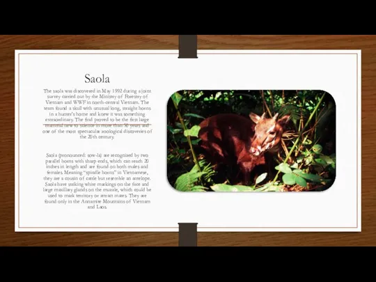 Saola The saola was discovered in May 1992 during a joint