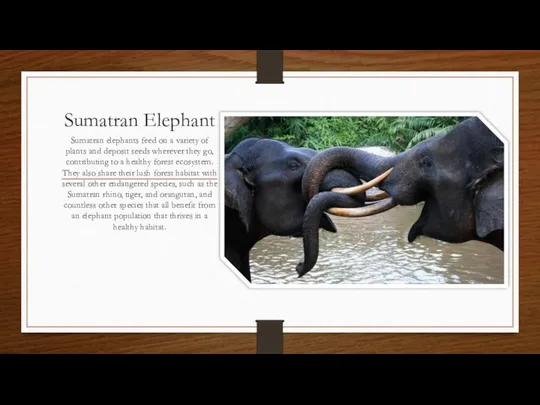 Sumatran Elephant Sumatran elephants feed on a variety of plants and