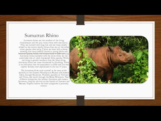 Sumatran Rhino Sumatran rhinos are the smallest of the living rhinoceroses