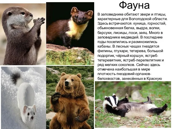 Фауна В заповеднике обитают звери и птицы, характерные для Вологодской области.