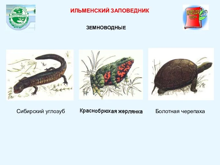 Сибирский углозуб Краснобрюхая жерлянка ИЛЬМЕНСКИЙ ЗАПОВЕДНИК ЗЕМНОВОДНЫЕ Болотная черепаха