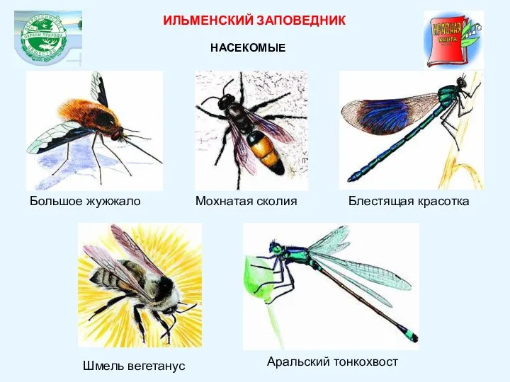 Большое жужжало Мохнатая сколия Блестящая красотка ИЛЬМЕНСКИЙ ЗАПОВЕДНИК НАСЕКОМЫЕ Шмель вегетанус Аральский тонкохвост