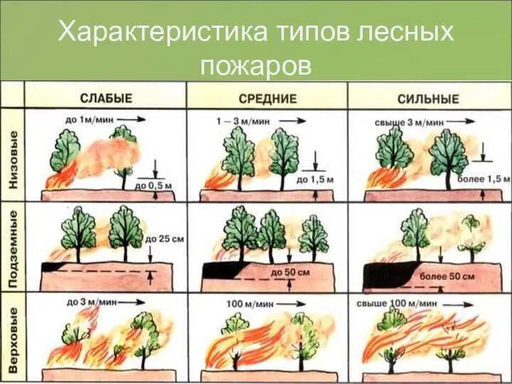 Характеристика типов лесных пожаров