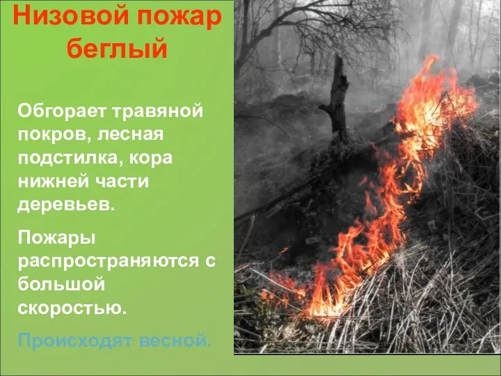 Низовой пожар беглый Обгорает травяной покров, лесная подстилка, кора нижней части