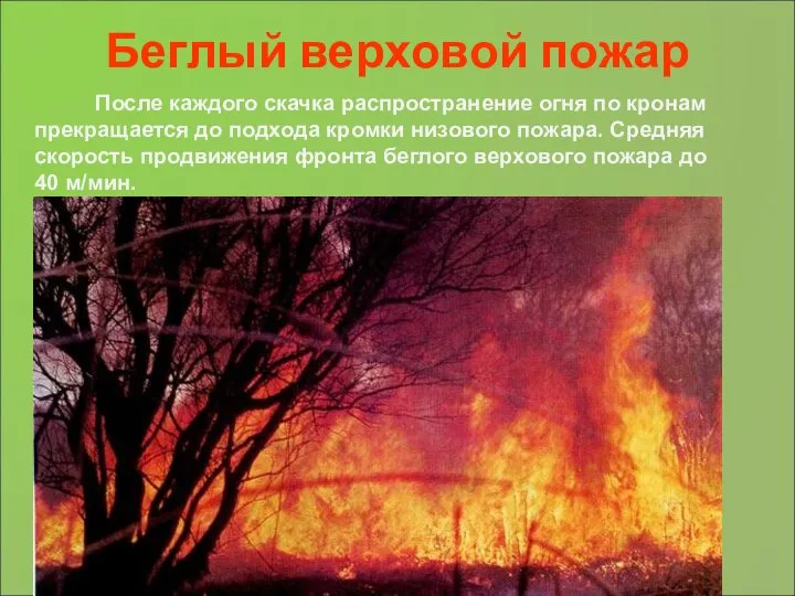 Беглый верховой пожар После каждого скачка распространение огня по кронам прекращается