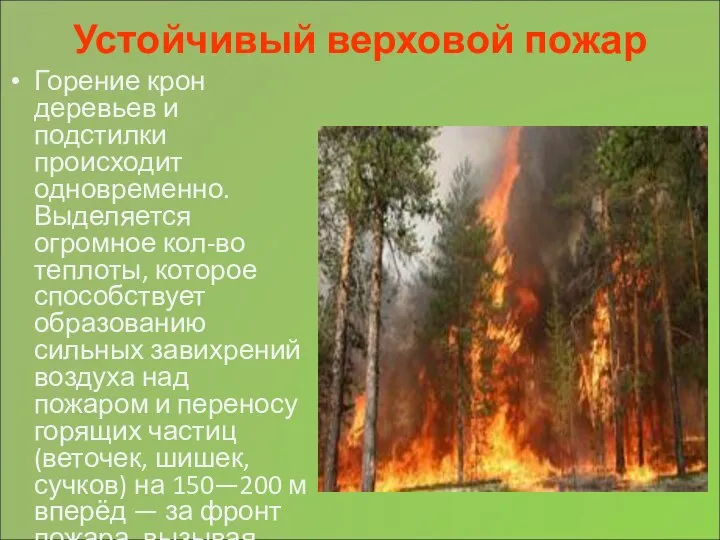 Устойчивый верховой пожар Горение крон деревьев и подстилки происходит одновременно. Выделяется