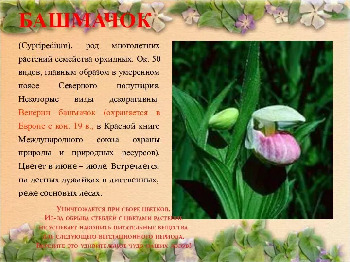 БАШМАЧОК (Cypripedium), род многолетних растений семейства орхидных. Ок. 50 видов, главным