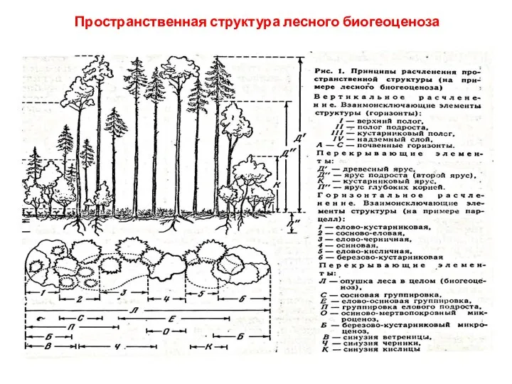 Пространственная структура лесного биогеоценоза