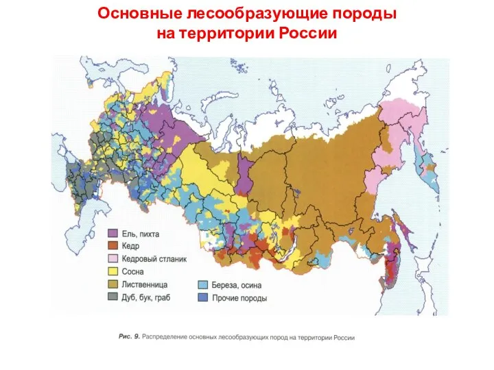 Основные лесообразующие породы на территории России