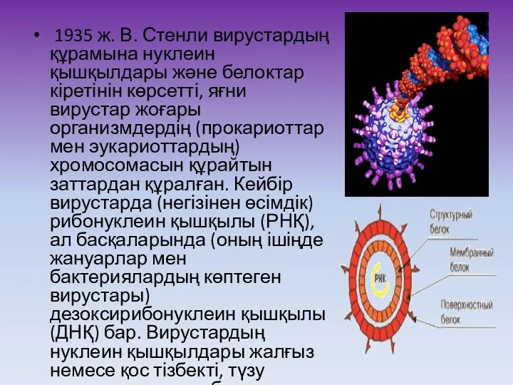 1935 ж. В. Стенли вирустардың құрамына нуклеин қышқылдары және белоктар кіретінін