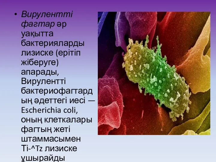 Вирулентті фагтар әр уақытта бактерияларды лизиске (ерітіп жіберуге) апарады, Вирулентті бактериофагтардың